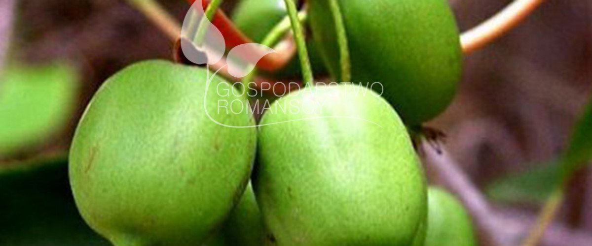 Visokokusna borovnica Modra kozokrvina Kupina Kiwi bobica Sadnice brusnica Poljska 01